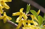 Weeping forsythia